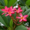 Frangipani, Rosarot, Topf-Ø 14/15 Cm -Gartenbedarf Geschäft 0210104346 0210104350 0210104666 Plumeria Rubra Rare 1