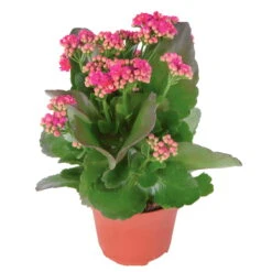 Kalanchoe 'Calandiva'®, Violett, Topf-Ø 12 Cm, Höhe Ca. 27,5 Cm, 6er-Set -Gartenbedarf Geschäft 0210350159 Kalanchoe cal violett
