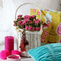 Kalanchoe 'Calandiva'®, Violett, Topf-Ø 12 Cm, Höhe Ca. 27,5 Cm, 6er-Set -Gartenbedarf Geschäft 0210350159 Kalanchoe cal violett2