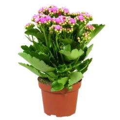 Kalanchoe 'Calandiva'®, Rosa, Topf-Ø 12 Cm, Höhe Ca. 27,5 Cm, 6er-Set 15 Kalanchoe 'Calandiva'®, Rosa, Topf-Ø 12 Cm, Höhe Ca. 27,5 Cm, 6er-Set -Gartenbedarf Geschäft 0210350167 Kalanchoe Cal rosa
