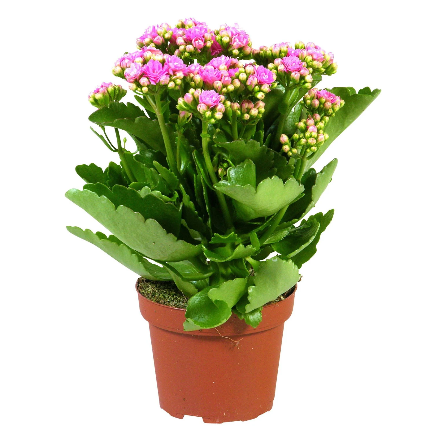 Kalanchoe 'Calandiva'®, Rosa, Topf-Ø 12 Cm, Höhe Ca. 27,5 Cm, 6er-Set 7 Kalanchoe 'Calandiva'®, Rosa, Topf-Ø 12 Cm, Höhe Ca. 27,5 Cm, 6er-Set – Bild 5