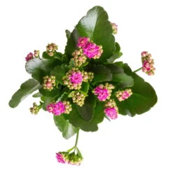 Kalanchoe 'Calandiva'®, Violett, Topf-Ø 12 Cm, Höhe Ca. 27,5 Cm, 6er-Set -Gartenbedarf Geschäft 0210350382 Kalanchoe violett 6er Set 6xviolett 1 2
