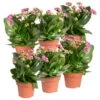 Kalanchoe 'Calandiva'®, Violett, Topf-Ø 12 Cm, Höhe Ca. 27,5 Cm, 6er-Set -Gartenbedarf Geschäft 0210350382 Kalanchoe violett 6er Set 6xviolett 2