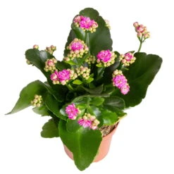 Kalanchoe 'Calandiva'®, Gelb&violett, Topf-Ø 12 Cm, Höhe Ca. 20-30 Cm, 6er-Set -Gartenbedarf Geschäft 0210350382 Kalanchoe violett 6er Set 6xviolett 3