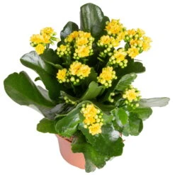 Kalanchoe 'Calandiva'®, Gelb&violett, Topf-Ø 12 Cm, Höhe Ca. 20-30 Cm, 6er-Set -Gartenbedarf Geschäft 0210350384 Kalanchoe gelb 6er Set 6xgelb 2