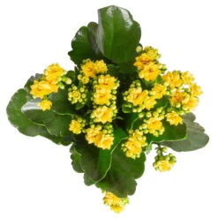Neue Veröffentlichungen -Gartenbedarf Geschäft 0210350384 Kalanchoe gelb 6er Set 6xgelb 3