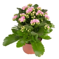Kalanchoe 'Calandiva'®, Rosa, Topf-Ø 12 Cm, Höhe Ca. 27,5 Cm, 6er-Set 13 Kalanchoe 'Calandiva'®, Rosa, Topf-Ø 12 Cm, Höhe Ca. 27,5 Cm, 6er-Set -Gartenbedarf Geschäft 0210350386 Kalanchoe rosa 6er Set 6xrosa 1
