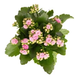 Kalanchoe 'Calandiva'®, Rosa, Topf-Ø 12 Cm, Höhe Ca. 27,5 Cm, 6er-Set 14 Kalanchoe 'Calandiva'®, Rosa, Topf-Ø 12 Cm, Höhe Ca. 27,5 Cm, 6er-Set -Gartenbedarf Geschäft 0210350386 Kalanchoe rosa 6er Set 6xrosa 2