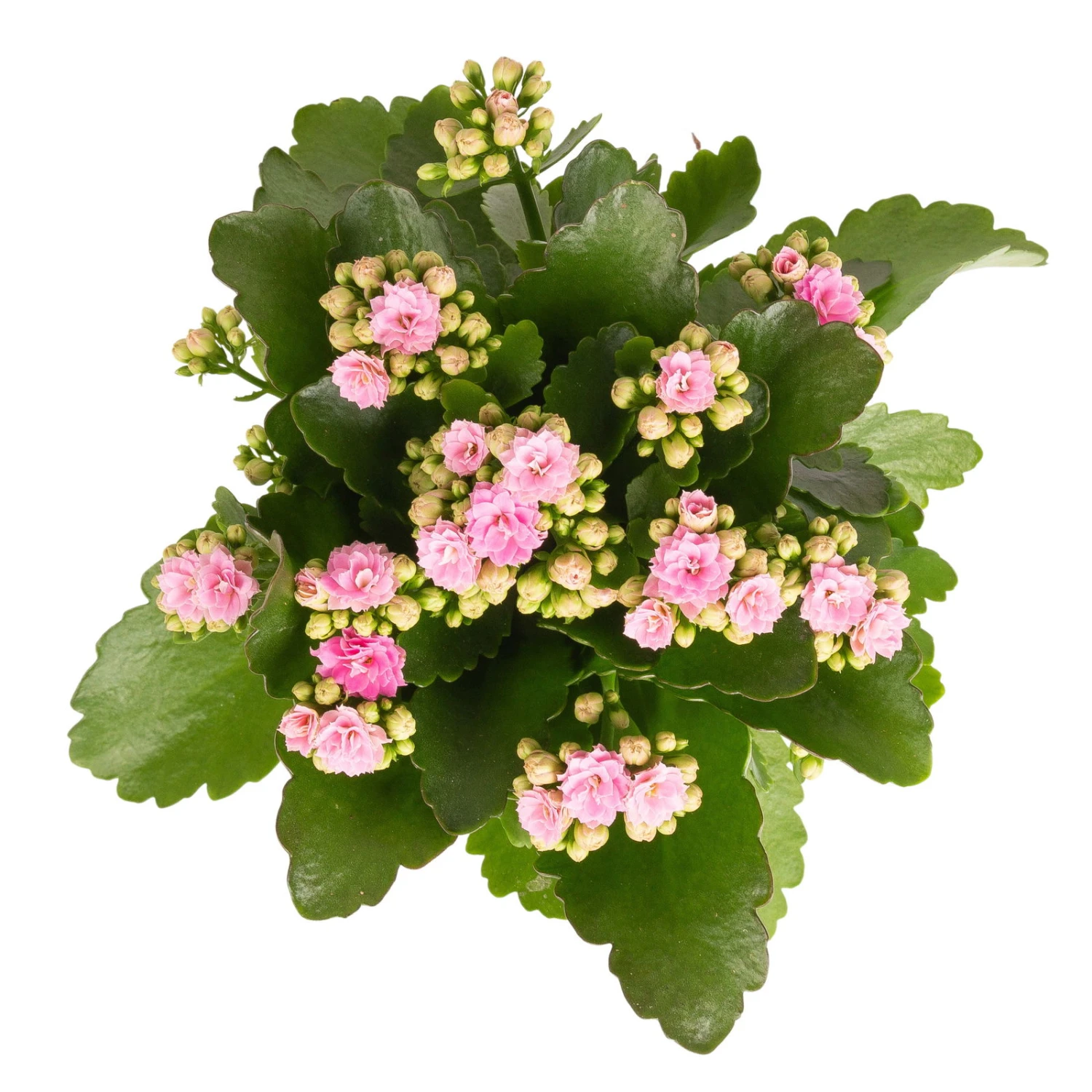 Kalanchoe 'Calandiva'®, Rosa, Topf-Ø 12 Cm, Höhe Ca. 27,5 Cm, 6er-Set 6 Kalanchoe 'Calandiva'®, Rosa, Topf-Ø 12 Cm, Höhe Ca. 27,5 Cm, 6er-Set – Bild 4
