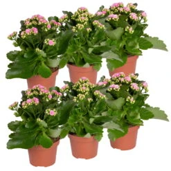 Neue Veröffentlichungen -Gartenbedarf Geschäft 0210350386 Kalanchoe rosa 6er Set 6xrosa 5