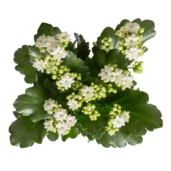 Neue Veröffentlichungen -Gartenbedarf Geschäft 0210350388 Kalanchoe weiss 6er Set 6xweiss 1