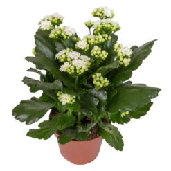 Kalanchoe 'Calandiva'®, Weiß&violett, Topf-Ø 12 Cm, Höhe Ca. 20-30 Cm, 6er-Set -Gartenbedarf Geschäft 0210350388 Kalanchoe weiss 6er Set 6xweiss 2