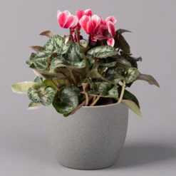 Alpenveilchen 'Picola Shine', Weiß-rot, Topf-Ø 10,5 Cm, Höhe Ca. 23 Cm, 6er-Set -Gartenbedarf Geschäft 0210600489 Cyclamen Picola Shine rot T10 6er Set 1 115209