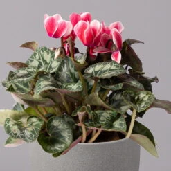 Alpenveilchen 'Picola Shine', Weiß-rot, Topf-Ø 10,5 Cm, Höhe Ca. 23 Cm, 6er-Set -Gartenbedarf Geschäft 0210600489 Cyclamen Picola Shine rot T10 6er Set 2 115210