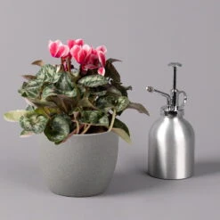 Alpenveilchen 'Picola Shine', Weiß-rot, Topf-Ø 10,5 Cm, Höhe Ca. 23 Cm, 6er-Set -Gartenbedarf Geschäft 0210600489 Cyclamen Picola Shine rot T10 6er Set 3 115211