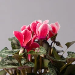 Alpenveilchen 'Picola Shine', Weiß-rot, Topf-Ø 10,5 Cm, Höhe Ca. 23 Cm, 6er-Set -Gartenbedarf Geschäft 0210600489 Cyclamen Picola Shine rot T10 6er Set 4 115212