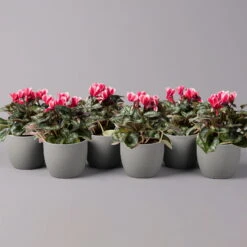 Alpenveilchen 'Picola Shine', Weiß-rot, Topf-Ø 10,5 Cm, Höhe Ca. 23 Cm, 6er-Set