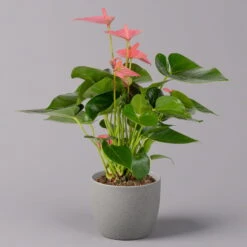 Neue Veröffentlichungen -Gartenbedarf Geschäft 0210650281 Anthurium Andreanum Pink Champion 12cm 1 114742