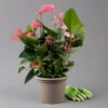 Flamingoblume 'Pink Champion', Pink, Topf-Ø 21 Cm, Höhe Ca. 65 Cm -Gartenbedarf Geschäft 0210650450 Anthurium andrPink Champion T21 H65 3 126766