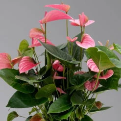 Neue Veröffentlichungen -Gartenbedarf Geschäft 0210650450 Anthurium andrPink Champion T21 H65 4 126765