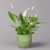 Einblatt 'Bellini' In Keramiktopf Bergamo Grün, Topf-Ø 13 Cm, Höhe Ca. 30 Cm -Gartenbedarf Geschäft 0210660087 Spathiphyllum in Uebertopf Bergamo gruen 1