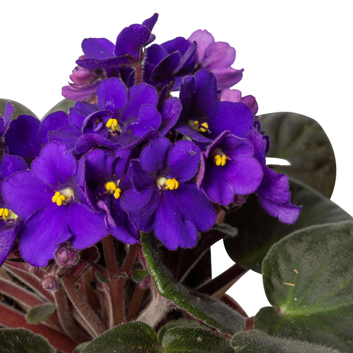 Usambaraveilchen, Dunkelblau, Topf-Ø 12 Cm, 6er-Set 6 Usambaraveilchen, Dunkelblau, Topf-Ø 12 Cm, 6er-Set – Bild 4