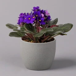 Usambaraveilchen, Dunkelblau, Topf-Ø 12 Cm, 6er-Set 10 Usambaraveilchen, Dunkelblau, Topf-Ø 12 Cm, 6er-Set -Gartenbedarf Geschäft 0210950102 Saintpaulia blau T12cm H20cm 6erSet1 116376