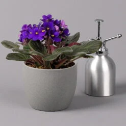 Usambaraveilchen, Dunkelblau, Topf-Ø 12 Cm, 6er-Set 9 Usambaraveilchen, Dunkelblau, Topf-Ø 12 Cm, 6er-Set -Gartenbedarf Geschäft 0210950102 Saintpaulia blau T12cm H20cm 6erSet2 116375