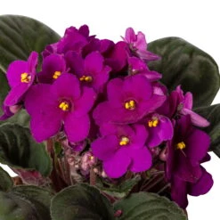 Usambaraveilchen, Rot, Topf-Ø 12 Cm, 6er-Set -Gartenbedarf Geschäft 0210950106 0210950111 Saintpaulia rot T12cm 6er Set 12 116396