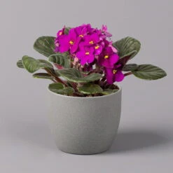 Usambaraveilchen, Rot, Topf-Ø 12 Cm, 6er-Set -Gartenbedarf Geschäft 0210950106 Saintpaulia rot T12cm H20cm 6erSet1 116393