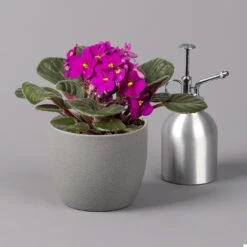 Usambaraveilchen, Rot, Topf-Ø 12 Cm, 6er-Set -Gartenbedarf Geschäft 0210950106 Saintpaulia rot T12cm H20cm 6erSet2 116392