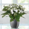 Hortensie Hovaria® 'Feuerwerk', Weiß, Topf-Ø 14 Cm, Höhe Ca. 35 Cm 2 Hortensie Hovaria® 'Feuerwerk', Weiß, Topf-Ø 14 Cm, Höhe Ca. 35 Cm -Gartenbedarf Geschäft 0211200112 Hydrangea Hovaria Feuerwerk 14cm T H 35cm weiss