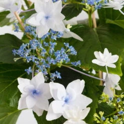 Hortensie Hovaria® 'Feuerwerk', Weiß, Topf-Ø 14 Cm, Höhe Ca. 35 Cm -Gartenbedarf Geschäft 0211200112 Hydrangea Hovaria Feuerwerk 14cm Topf H35cm weiss1