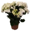 Hortensie 'Double Dutch', Weiß, Topf-Ø 14 Cm, Höhe Ca. 40 Cm -Gartenbedarf Geschäft 0211200165 Hydrangea Double Dutch weiss
