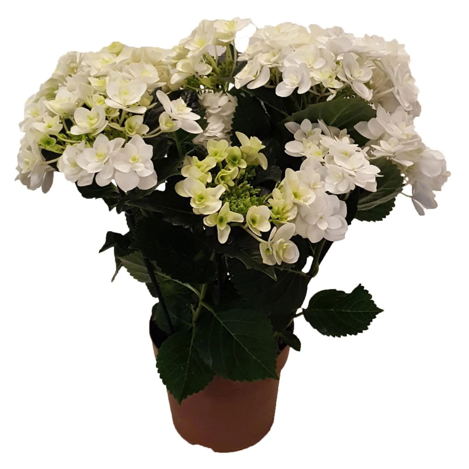 Hortensie 'Double Dutch', Weiß, Topf-Ø 14 Cm, Höhe Ca. 40 Cm 3 Hortensie 'Double Dutch', Weiß, Topf-Ø 14 Cm, Höhe Ca. 40 Cm
