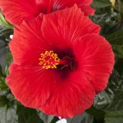Hibiskus, Rot, In Keramiktopf Dallas Anthrazit, Topf-Ø 13 Cm, 2er-Set -Gartenbedarf Geschäft 0213100214 0213100215 0213100216 0213100229 0213100230 Hibiscus rot 1
