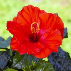 Hibiskus, Rot, In Keramiktopf Dallas Anthrazit, Topf-Ø 13 Cm, 2er-Set -Gartenbedarf Geschäft 0213100214 0213100215 0213100216 0213100229 0213100230 Hibiscus rot 2