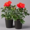 Hibiskus, Rot, In Keramiktopf Dallas Anthrazit, Topf-Ø 13 Cm, 2er-Set 1 Hibiskus, Rot, In Keramiktopf Dallas Anthrazit, Topf-Ø 13 Cm, 2er-Set -Gartenbedarf Geschäft 0213100216 Hibiscus rot mit Topf Dallas anthrazit 2er Set