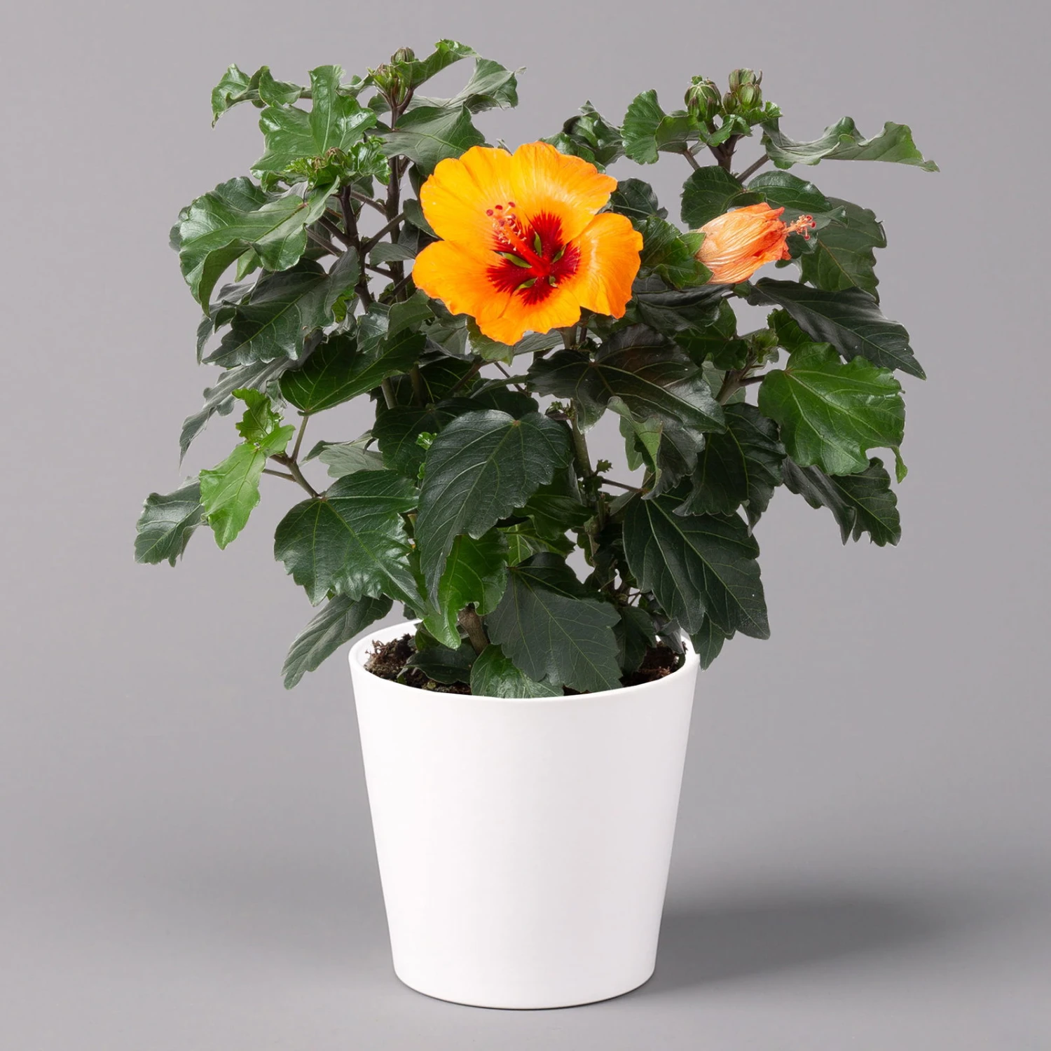 Hibiskus, Graff® 'Petit Orange', Mit Keramiktopf Dallas Weiß, Topf-Ø 13 Cm 3 Hibiskus, Graff® 'Petit Orange', Mit Keramiktopf Dallas Weiß, Topf-Ø 13 Cm