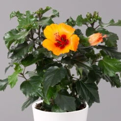 Neue Veröffentlichungen -Gartenbedarf Geschäft 0213100227 Hibiscus Petit Orange mit Topf Dallas weiss 2