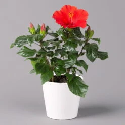 Hibiskus, Rot, Mit Keramiktopf Dallas Weiß, Topf-Ø 13 Cm, 2er-Set -Gartenbedarf Geschäft 0213100229 Hibiscus rot Topf Dallas weiss 1