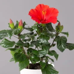 Hibiskus, Rot, Mit Keramiktopf Dallas Weiß, Topf-Ø 13 Cm, 2er-Set -Gartenbedarf Geschäft 0213100229 Hibiscus rot Topf Dallas weiss 2