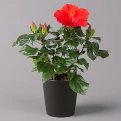 Hibiskus, Rot, In Keramiktopf Dallas Anthrazit, Topf-Ø 13 Cm, 2er-Set -Gartenbedarf Geschäft 0213100230 Hibiscus rot Topf Dallas anthrazit 1