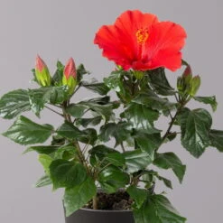 Hibiskus, Rot, In Keramiktopf Dallas Anthrazit, Topf-Ø 13 Cm, 2er-Set -Gartenbedarf Geschäft 0213100230 Hibiscus rot Topf Dallas anthrazit 2