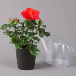 Hibiskus, Rot, In Keramiktopf Dallas Anthrazit, Topf-Ø 13 Cm, 2er-Set -Gartenbedarf Geschäft 0213100230 Hibiscus rot Topf Dallas anthrazit 3