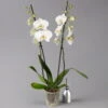 Schmetterlingsorchidee Weiß, 2 Rispen, Topf-Ø 12 Cm, Höhe Ca. 60 Cm -Gartenbedarf Geschäft 0215152551 phalaenopsis midi weiss 1 122932