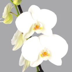 Schmetterlingsorchidee Weiß, 2 Rispen, Topf-Ø 12 Cm, Höhe Ca. 60 Cm -Gartenbedarf Geschäft 0215152551 phalaenopsis midi weiss 2 122725