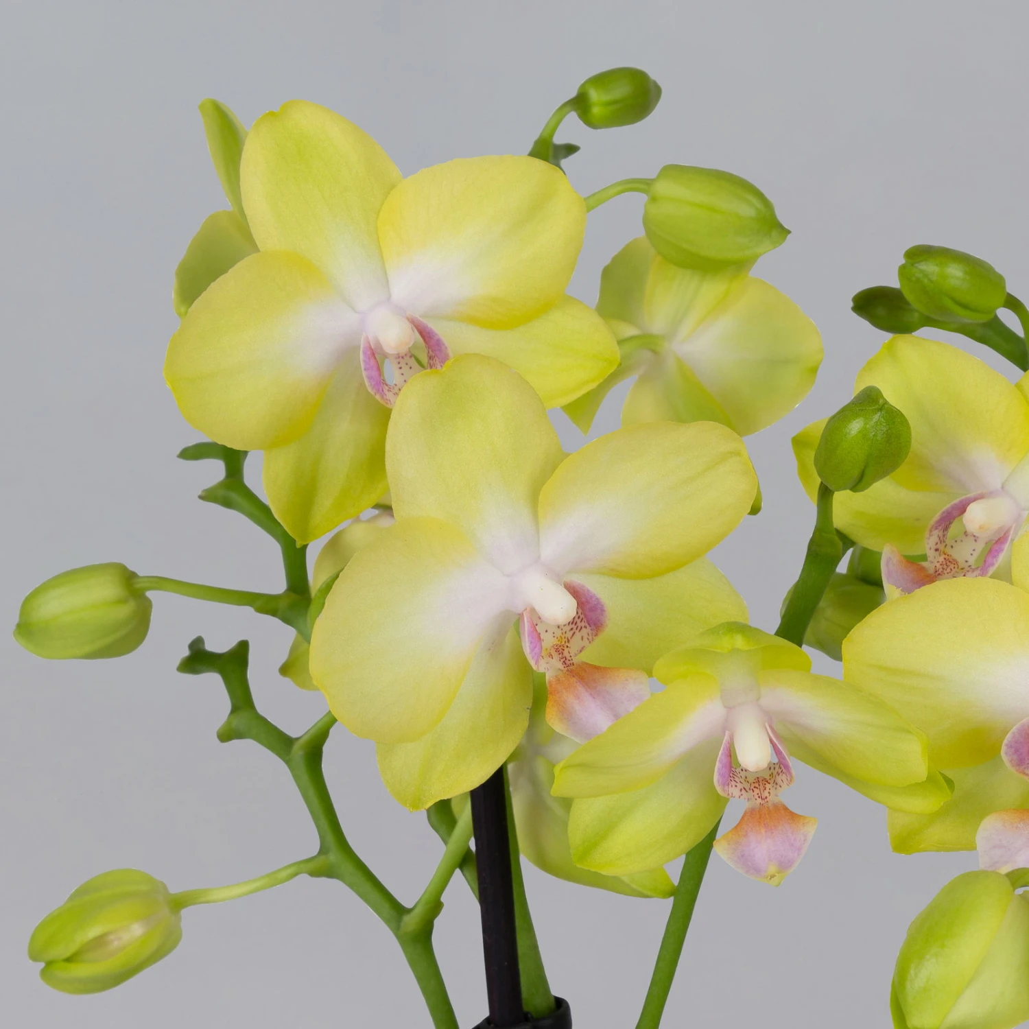 Schmetterlingsorchidee Gelb, 2 Rispen, Topf-Ø 12 Cm, Höhe Ca. 50 Cm 7 Schmetterlingsorchidee Gelb, 2 Rispen, Topf-Ø 12 Cm, Höhe Ca. 50 Cm – Bild 5