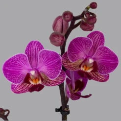 Neue Veröffentlichungen -Gartenbedarf Geschäft 0215170800 phalaenopsis multi lila 2 122701 1