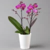 Schmetterlingsorchidee, Inkl. Keramiktopf, Lila, Topf-Ø 12 Cm, Höhe Ca. 50 Cm -Gartenbedarf Geschäft 0215170800 phalaenopsis multi lila 122700
